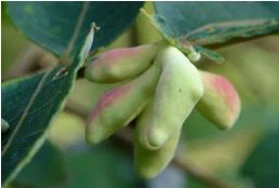 chinese gall nut
