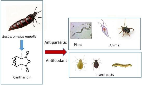 insecticidal effect